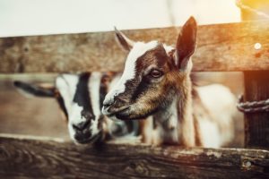 Goat Yoga in Galena