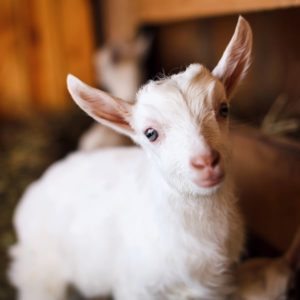 Goat yoga is one of the best new things to do in Galena Il