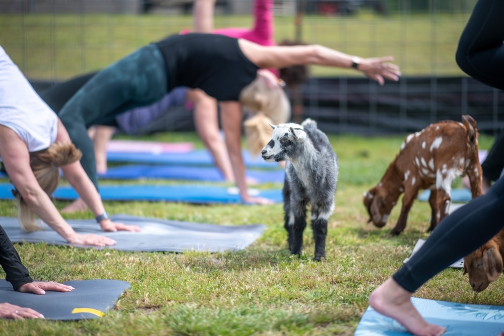 People enjoying Goat Yoga - one of the more fun things to do in Galena during your Girlfriend weekend getaway!
